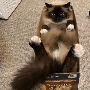 Meet your Posher, Iris